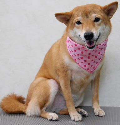 有馬コナツちゃん