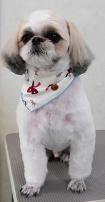 飯田シシマルちゃん