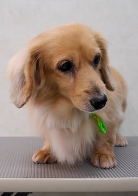 西山アニーちゃん