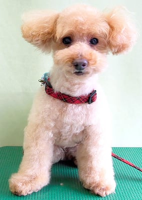 尾迫レオちゃん