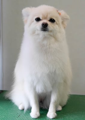 千葉チビちゃん