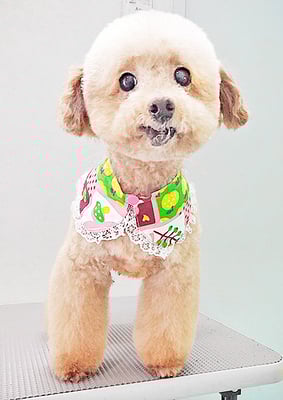 福田ダイアリーちゃん