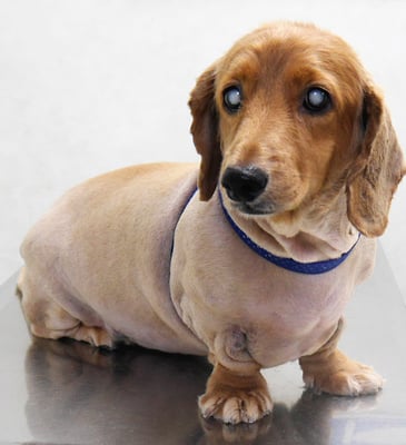 上野モンタちゃん