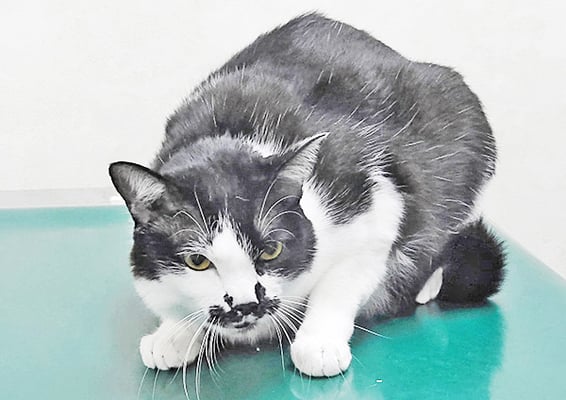 竹部こむぎちゃん