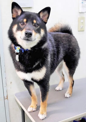 貴島ボタンちゃん