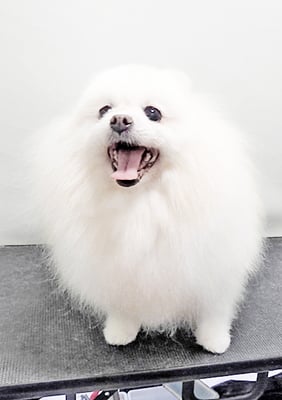 八木ピュアちゃん