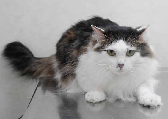 本田夏子ちゃん(カット前)