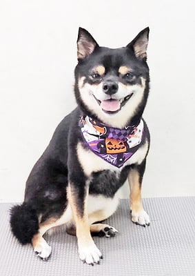 中尾あんずちゃん