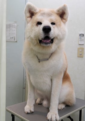 池川ソラちゃん