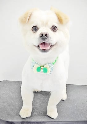 中園もかちゃん