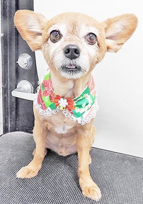 助村ルウちゃん