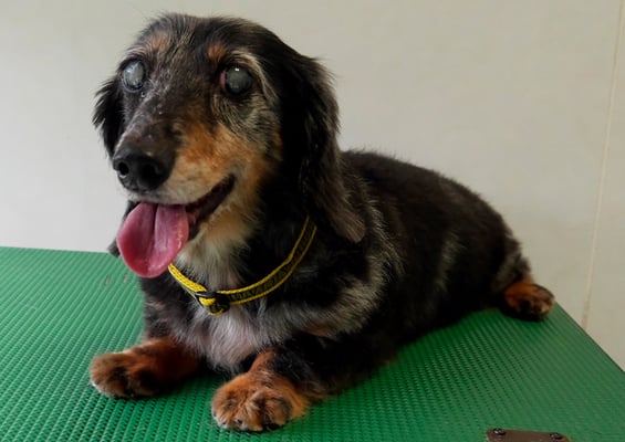 西山ユウちゃん