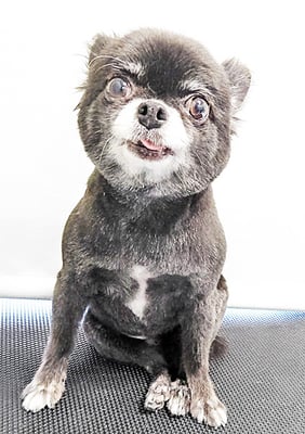 森崎シロちゃん