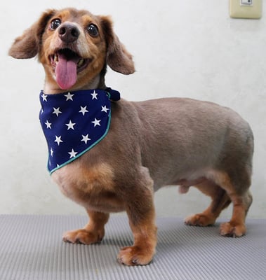 常松タンちゃん