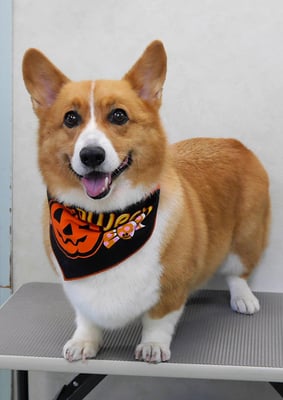 田中ベックちゃん