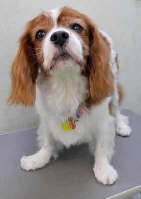 久永ココロちゃん