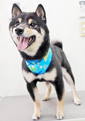 中野めらんちゃん