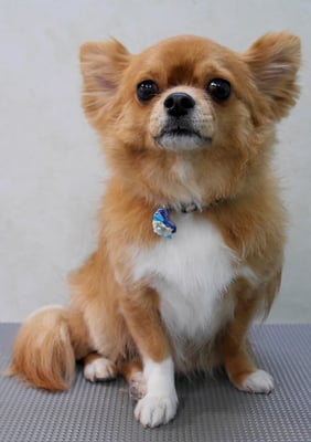 杉野フィリオちゃん