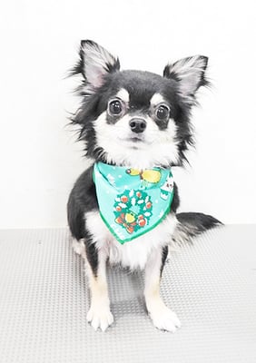 岩元ココちゃん