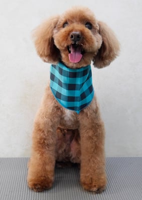 米澤ミントちゃん