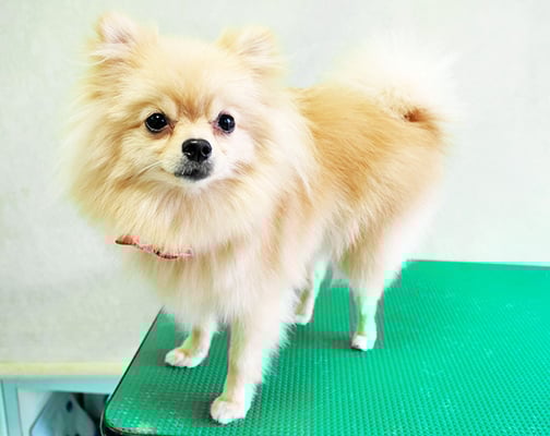 伊勢メルティーちゃん