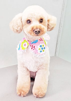 福島ベルちゃん