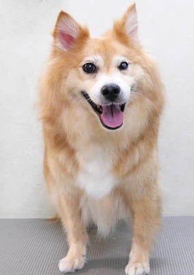 村松ゴンちゃん