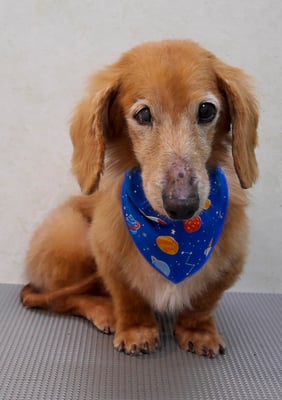 宮元マロンちゃん