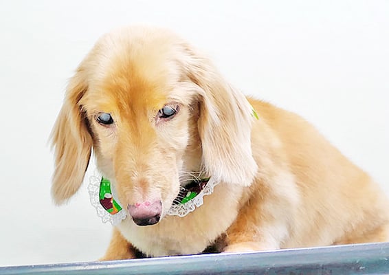 前薗パルちゃん