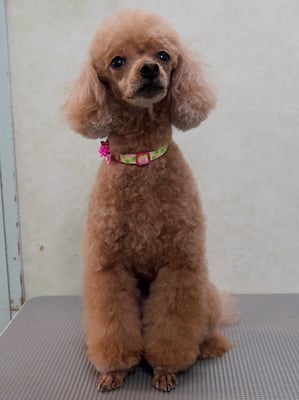 平松クーちゃん