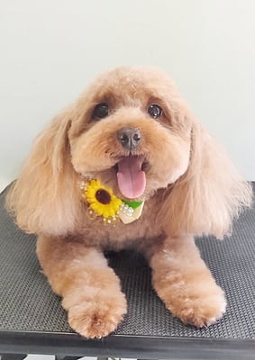 大坪ラテちゃん