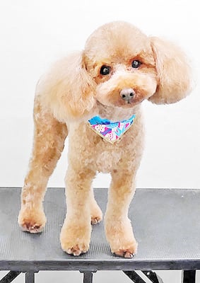 寺園チョコちゃんjpg