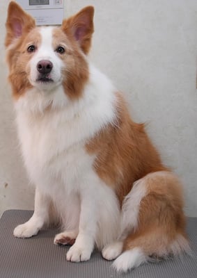 森本アンズちゃん