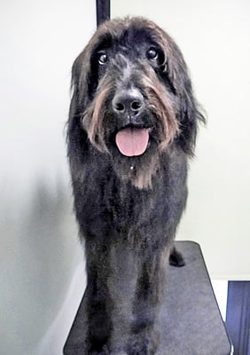 田代ロッティちゃん