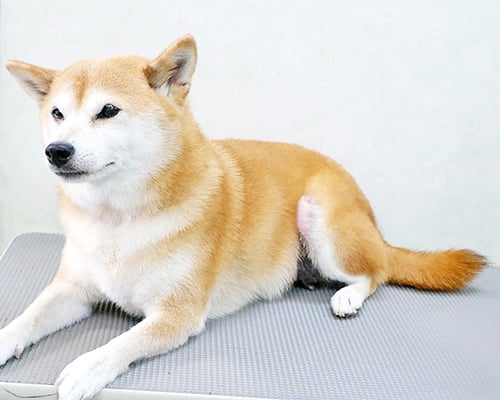 小田ハルちゃん