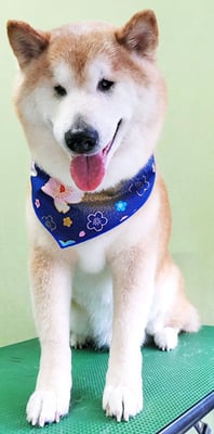 竹崎くうちゃん