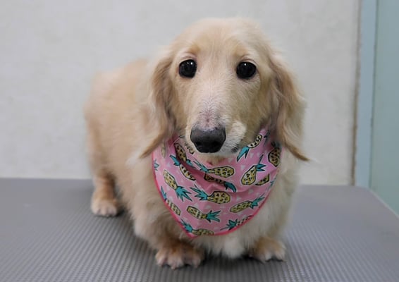 鳥越ハッピーちゃん