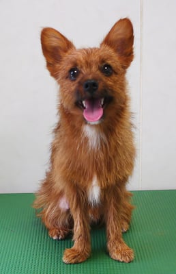 助村るうちゃん