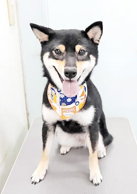 西元風子ちゃん