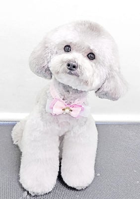 宮元まるちゃん