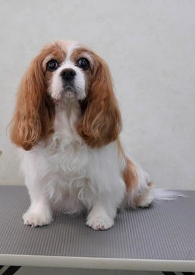 福留ジルちゃん