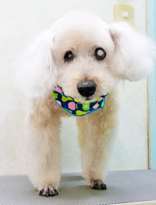 佐藤ナルトちゃん