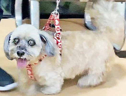 菱田リリちゃん