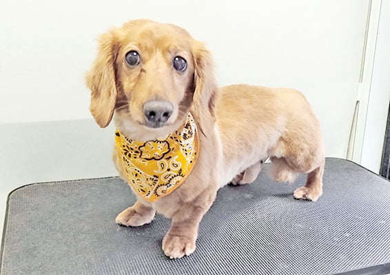 福山パピちゃん