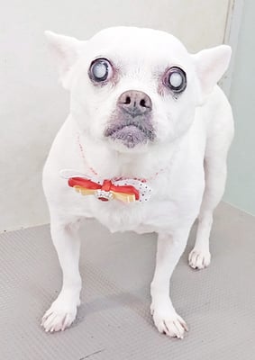 新山ランちゃん