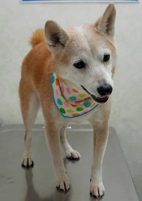 有馬コタロウちゃん