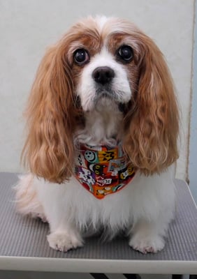 福留ジルちゃん