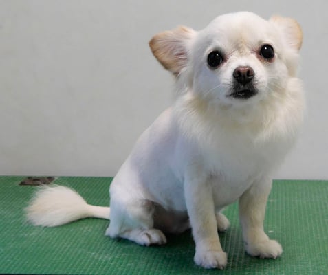 森崎ヒメちゃん