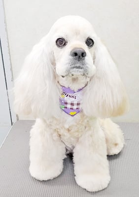 福富ベリーちゃん