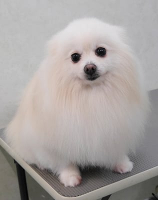 森崎ピュアちゃん